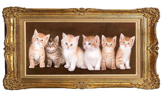 why do kittens have different coloring than their parents