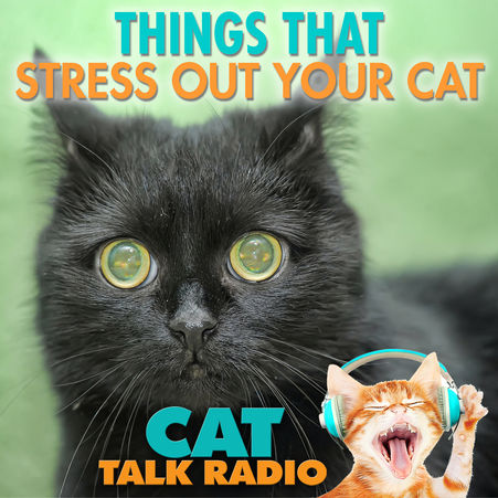 What Stresses Out Your Cat?