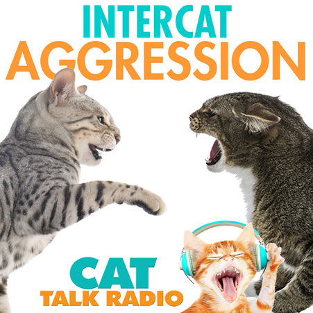 Intercat Aggression