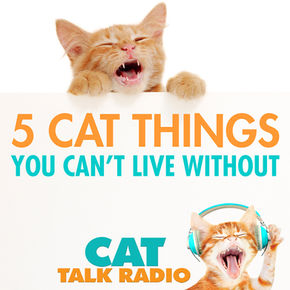 5 Cat Things You Can't Live Without