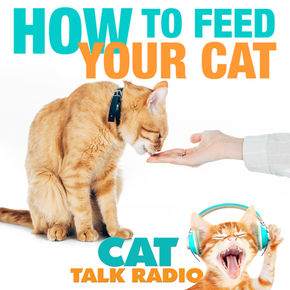 HOW to Feed Your Cat