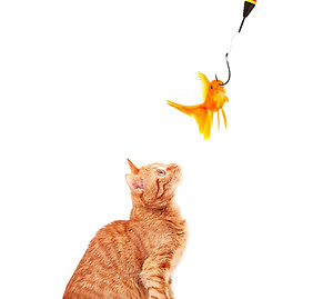 Cat behavior consultant shares tips on scratching, litter box issues, clicker training, enrichment, and introducing new cats.