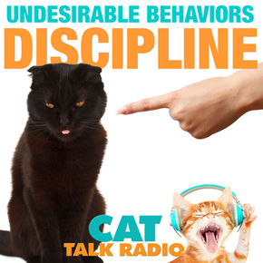 Undesirable Cat Behaviors and Discipline