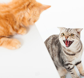 Cat behavior consultant shares tips on scratching, litter box issues, clicker training, enrichment, and introducing new cats.