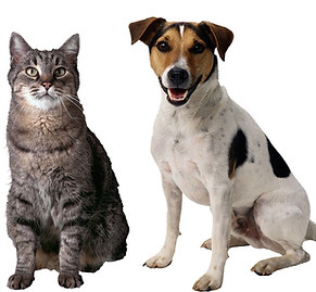 Cat behavior consultant shares tips on scratching, litter box issues, clicker training, enrichment, and introducing new cats.