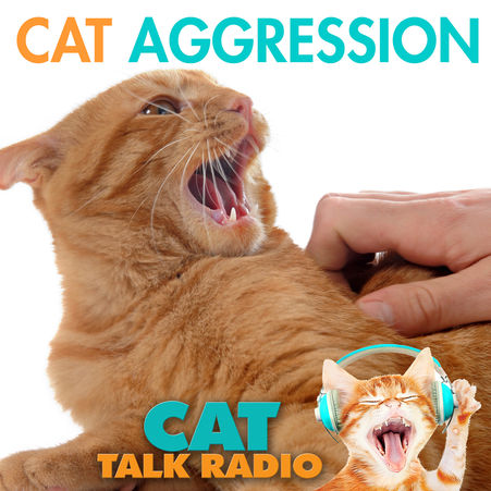 Cat Aggression