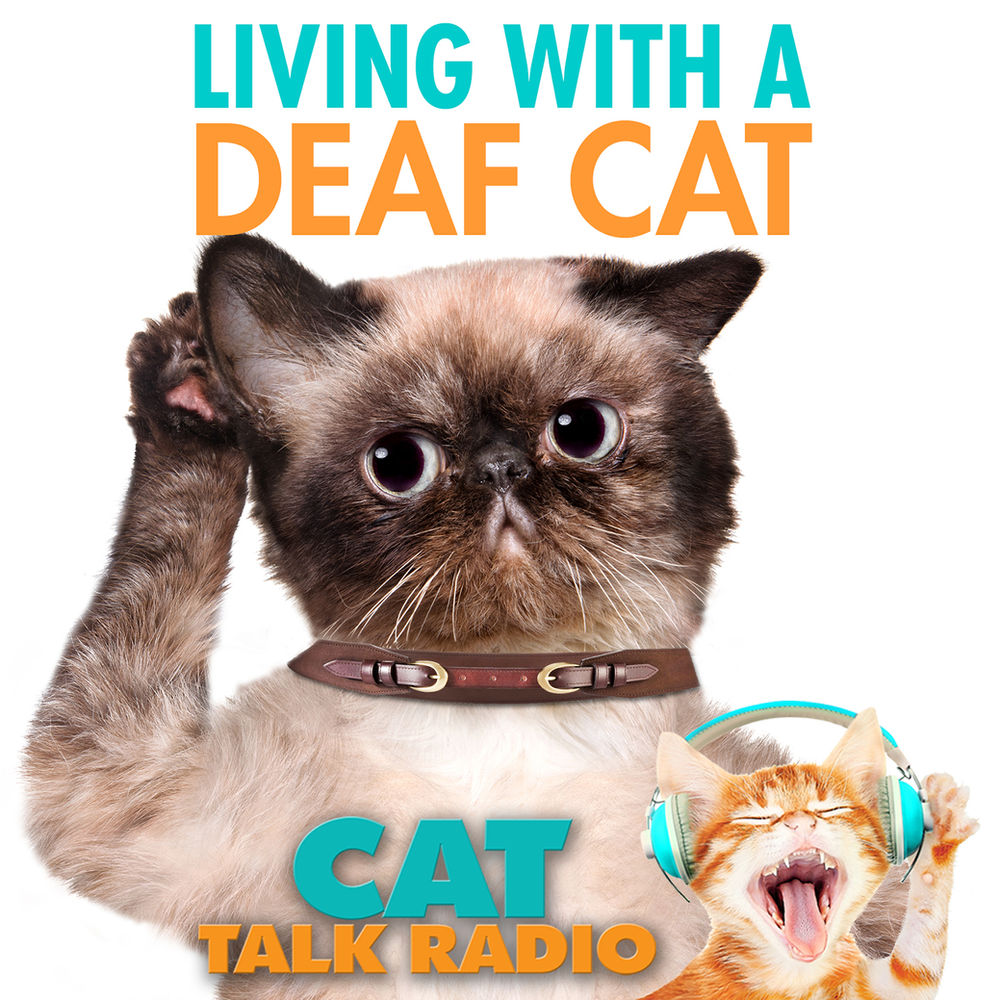 deaf cat collar