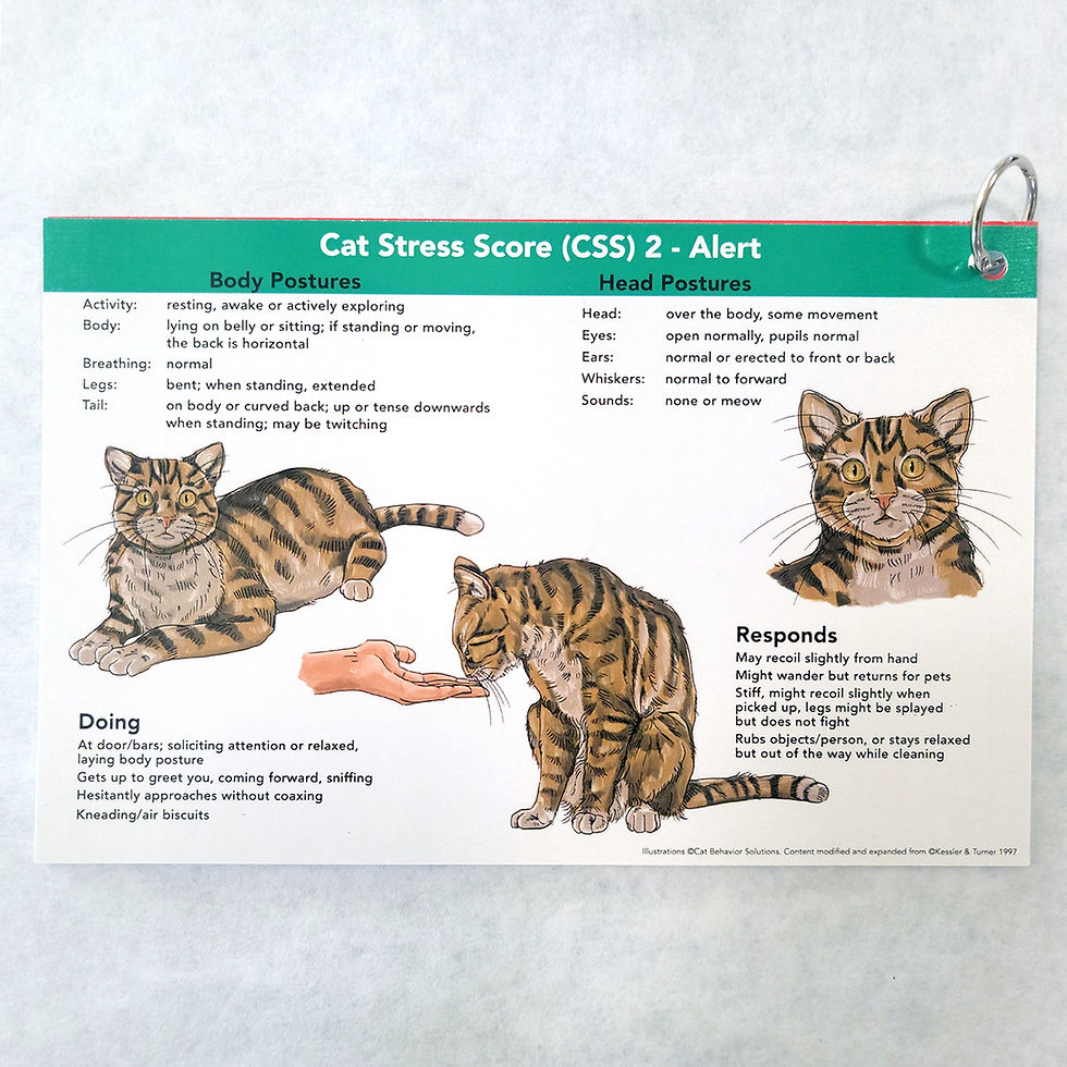 Thumbnail: Cat Stress Score (CSS) Cards - Set of 3 cards/6 pages