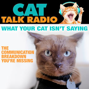 What Your Cat Isn’t Saying: Understanding the Communication Breakdown