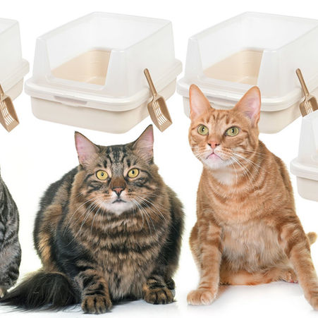 Attractive Litter Box - Step 3: QUANTITY