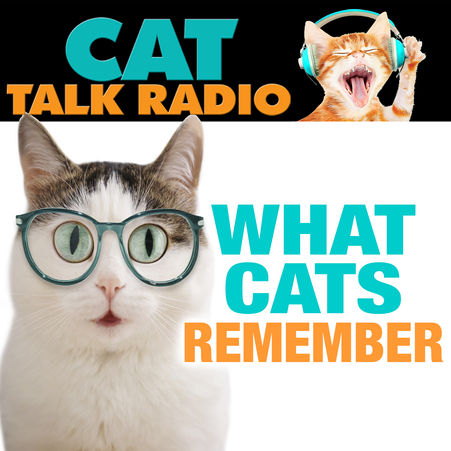 What Cats Remember — And Why It Matters More Than You Think
