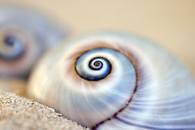 nacre_escargot - Copie.jpg