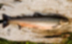 Alpenlachs® Seesaibling