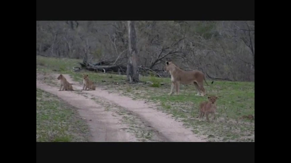 lions