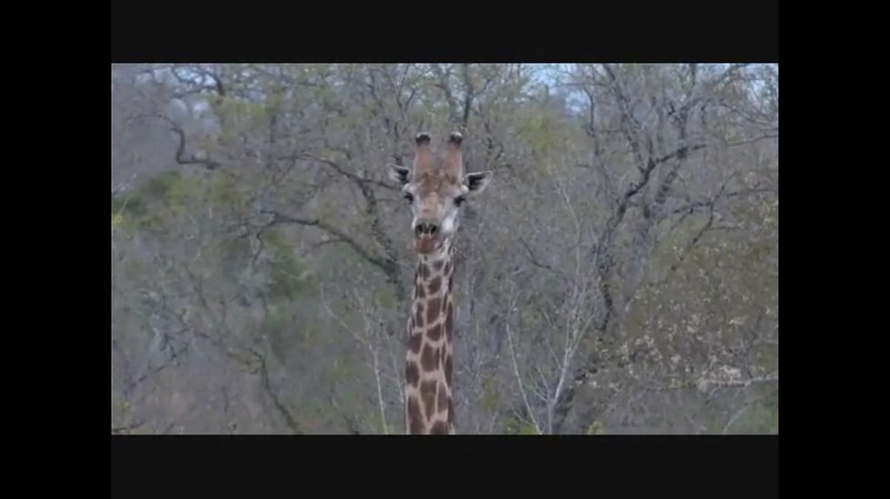 giraffe