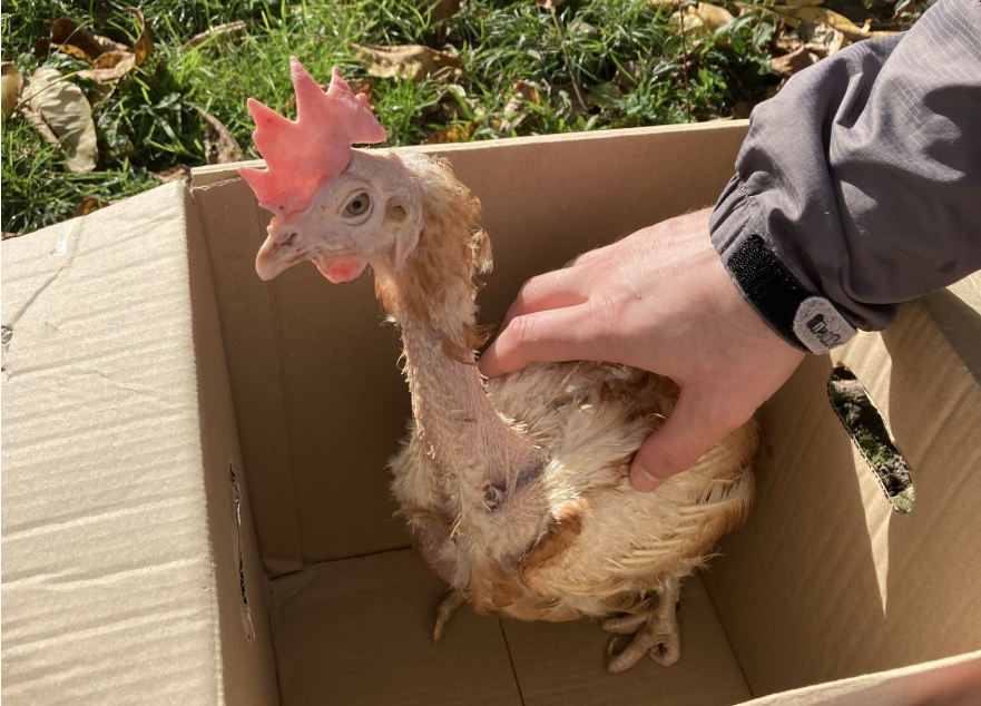 Slepice vykoupená z velkochovu