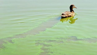 Kachna plave ve vodě zamořené sinicemi.