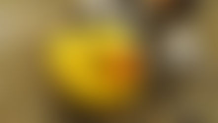 Kachnička z lodi Ever Laurel