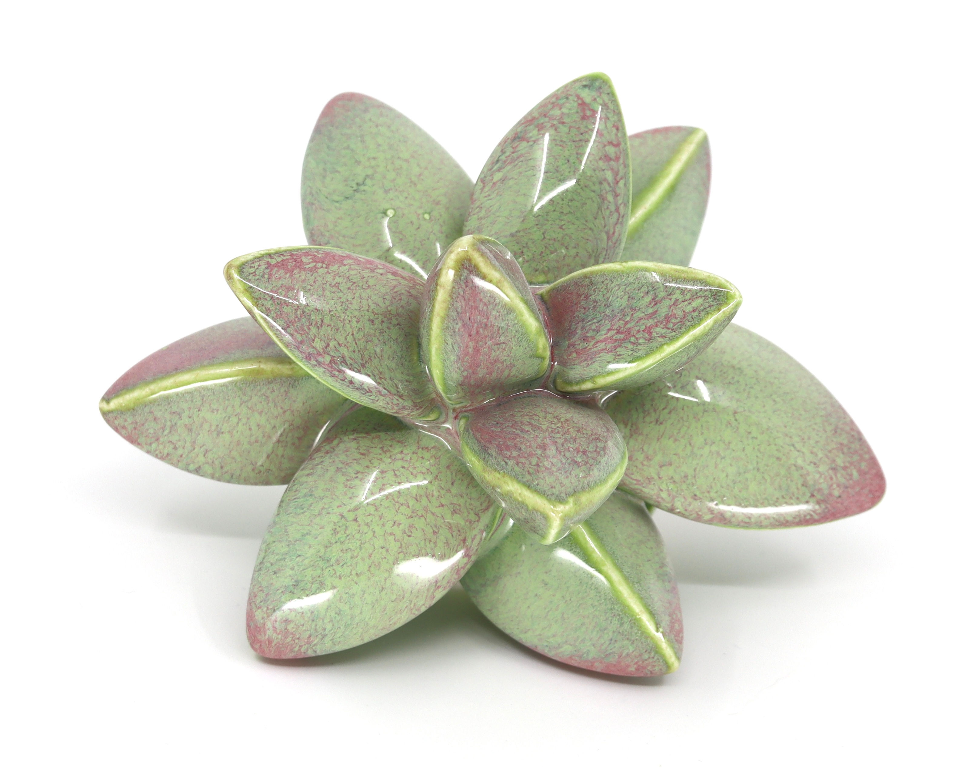 Small Wallflower