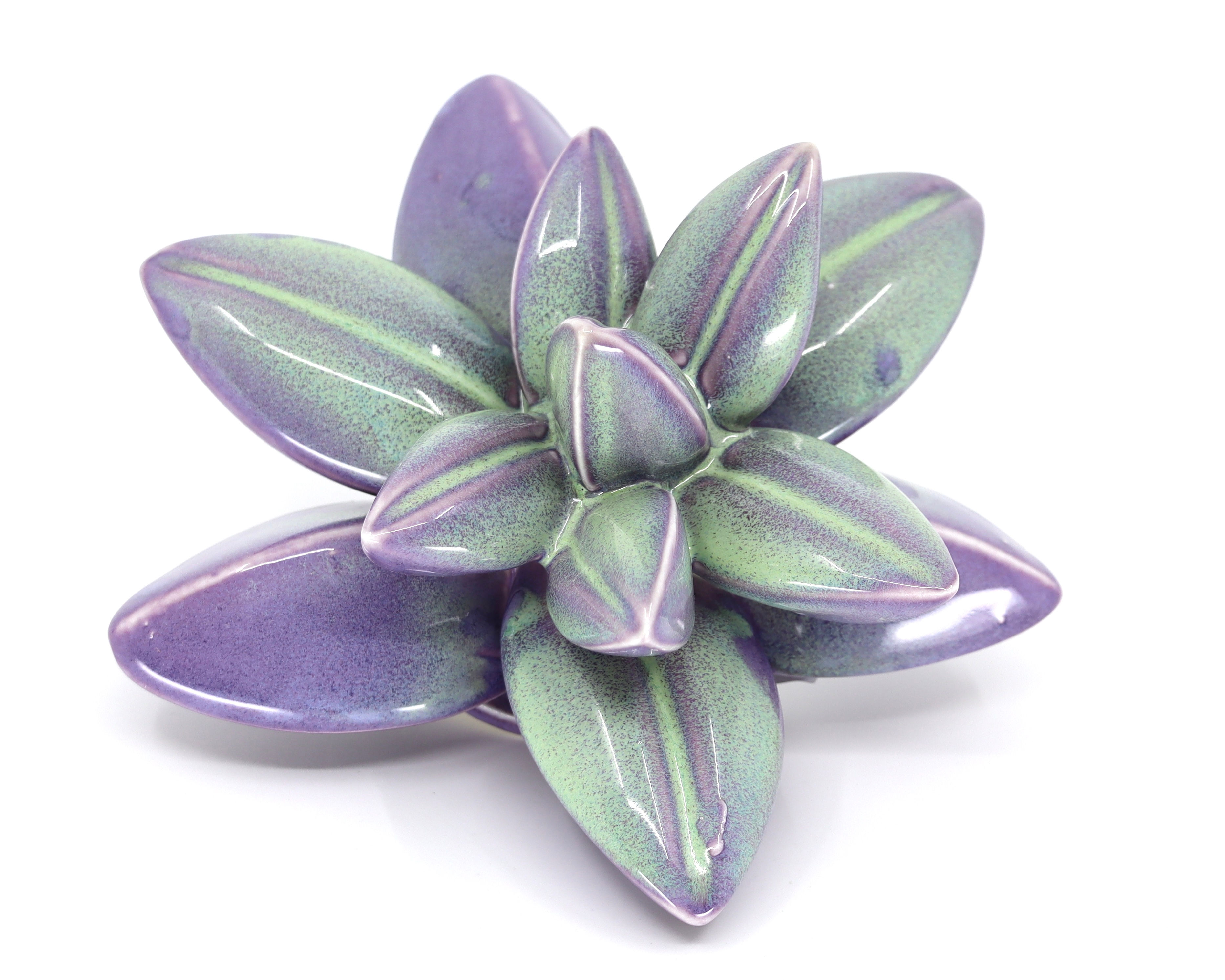 Split-Leaf Wallflower