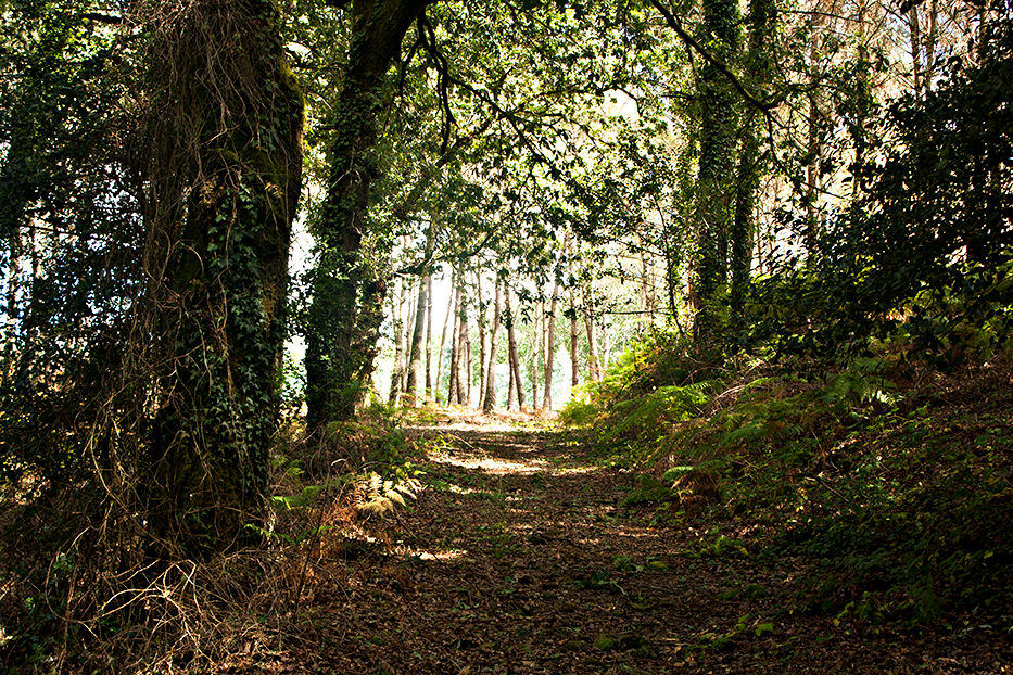 galicia bosque abejas apicultura mel