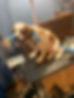 Dog Grooming