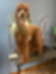Dog Grooming