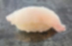 S4 -  NIGIRI DORAGE (X2)