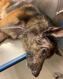 heidis legacy dog rescue