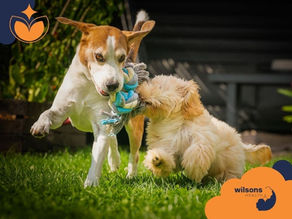 Two dogs playfully tug a rope toy in a sunny garden. The background is lush green. Wilsons Health logo is visible. Playful mood.