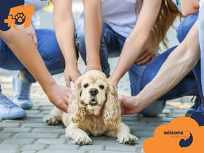 People petting a happy beige dog lying on a brick path. Blue jeans and sneakers visible. Wilsons Health logo in the corner.