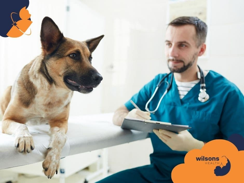 Veterinarian in blue scrubs with stethoscope examines a dog on a table, writing on a clipboard. Wilsons Health logo is visible.