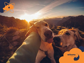 Two dogs on a mountain trail at sunset, one being petted, warm tones. Wilsons Health logo in the corner, with a joyful mood.