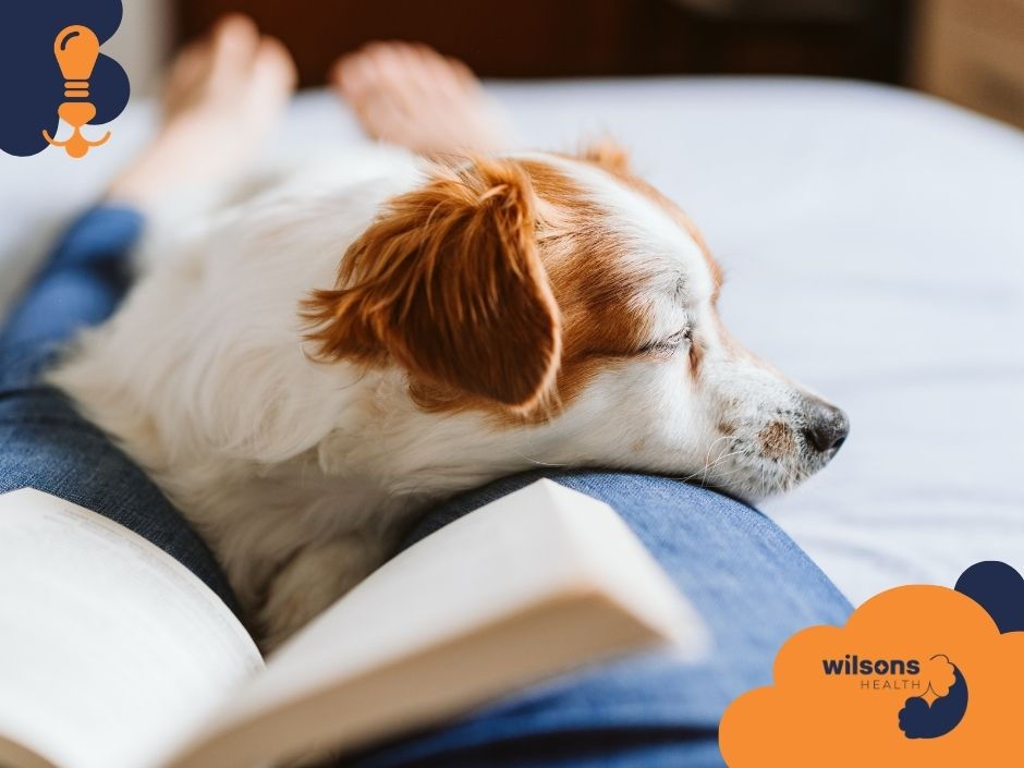 Dog resting on person’s legs with an open book nearby. Cozy indoor setting, focus on dog's relaxed expression. Text: "wilsons HEALTH".