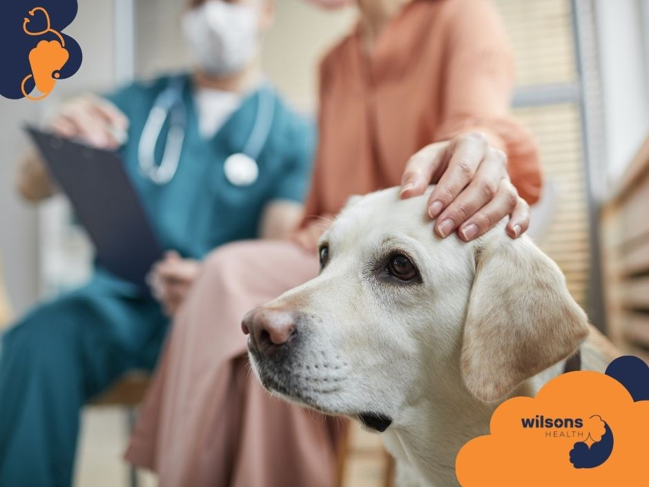 A woman pets a calm dog in a veterinary clinic. A person in scrubs and mask writes on a clipboard. Text: "Wilsons Health" with paw graphics.