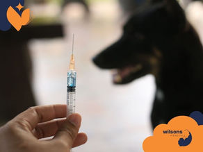 Allergy Immunotherapy for Dogs: How It Works, Success Rates, Costs, and What to Expect