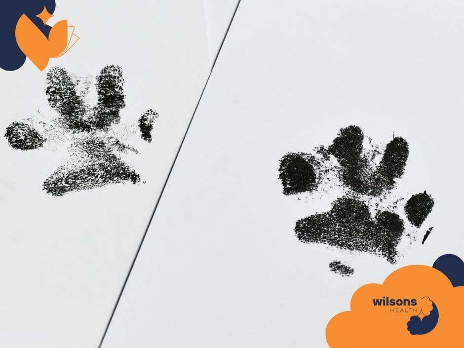 Black paw prints on white paper, with orange and navy abstract shapes. Text reads "Wilsons Health" at the bottom right.