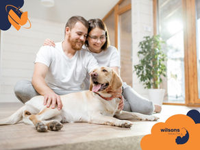 A couple in white shirts sits on the floor petting a happy Labrador in a bright room with plants. Wilsons Health logo is visible.