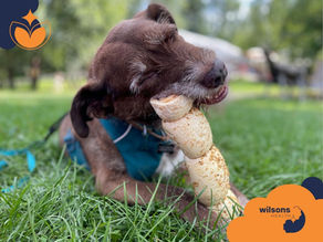 Dog in blue harness chews large bone on grass. Background shows a park setting. Logo with "Wilsons Health" visible. Relaxed mood.