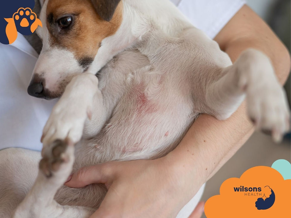 A small dog with a brown and white coat is held in human arms. The background is plain, and the logo "Wilsons Health" is visible.