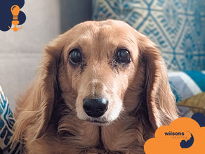 Close-up of a brown dog with soulful eyes on a patterned blue cushion. "Wilsons Health" logo is at the bottom right.