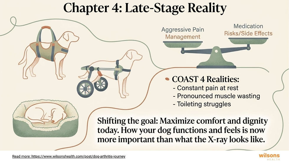 Illustrated dogs with mobility aids highlight arthritis in late-stage reality. Text discusses pain, muscle wasting, and comfort priorities.