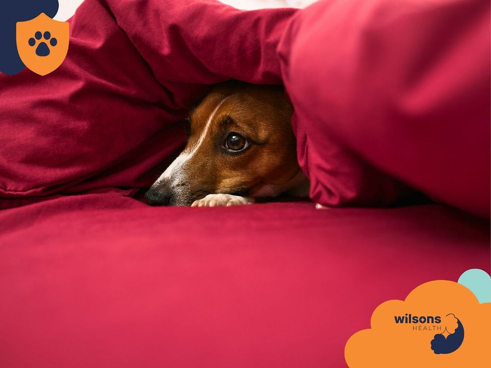 Dog peeks out from under red blanket, creating a cozy feeling. Wilsons Health logo in the corner.