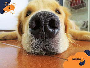 Close-up of a golden retriever's nose resting on a wooden floor, creating a relaxed mood. Text: "wilsons HEALTH" with abstract designs.