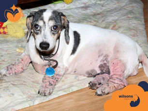 Holistic Approaches to Reducing Inflammation in Dogs