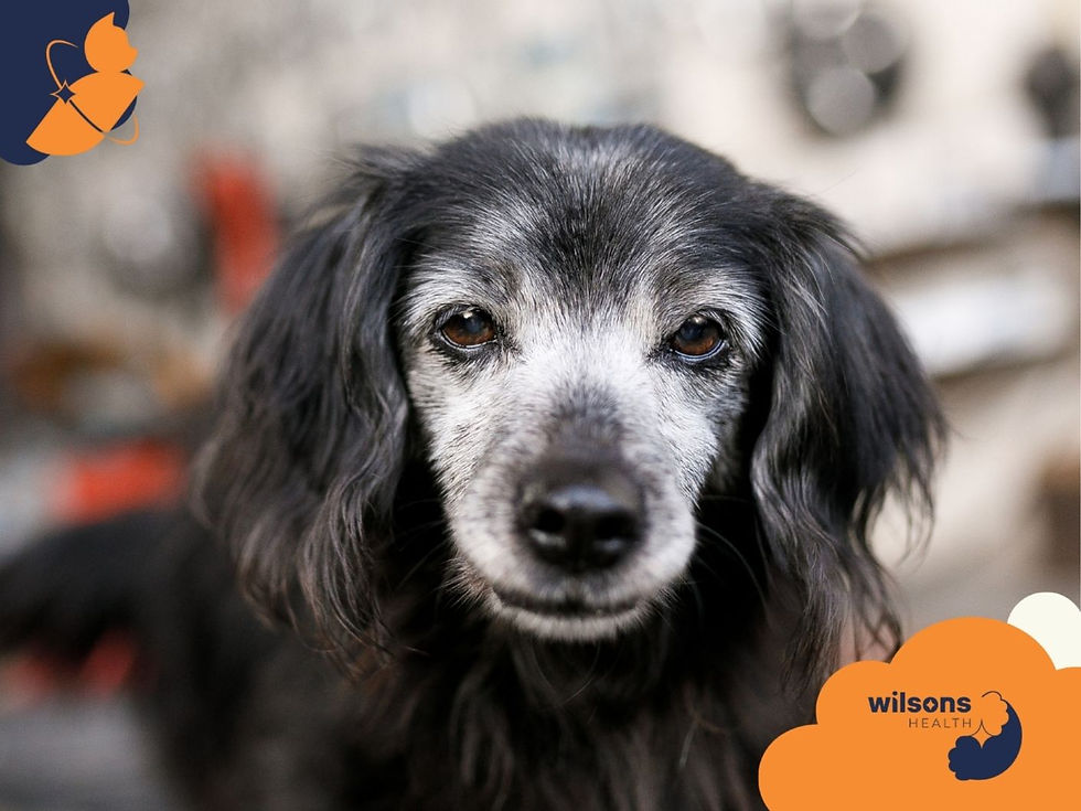 Close-up of an older, gray-black dog with a calm expression. Blurred background. Orange graphic with "Wilsons Health" text in corners.