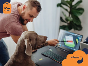 Man pointing at laptop screen, showing a 3D model to a gray dog in an office. "Wilsons Health" logo visible. Plant in the background.