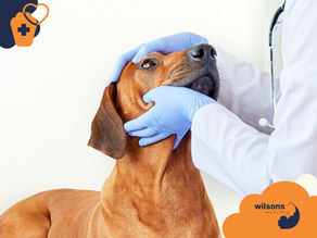 Vet in blue gloves examines a brown dog in a clinic. "Wilsons Health" logo in the corner. Calm atmosphere with a white background.