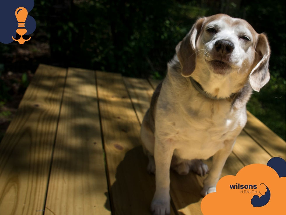 Beagle sits on wooden deck, squinting in sunlight, with trees in the background. Orange and blue "wilsons HEALTH" logo in corners.