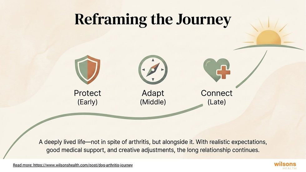 Infographic on dog arthritis titled "Reframing the Journey" shows stages: Protect (Early), Adapt (Middle), Connect (Late) with shield, compass, heart icons.